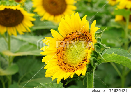 佐用町 南光ひまわり畑 ひまわりとミツバチ 佐用町 南光ひまわり畑 ひまわりとミツバチ 32626421