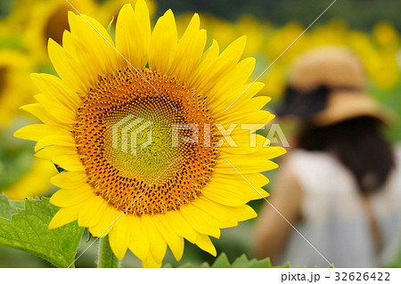 佐用町　南光ひまわり畑　STFレンズ 32626422