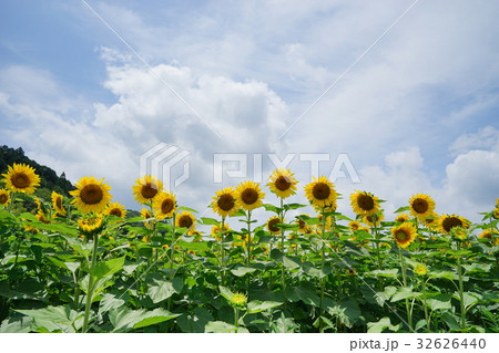 佐用町　南光ひまわり畑 32626440