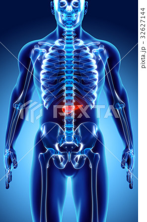 3D illustration of Pancreas - digestive system. 3D illustration of Pancreas - digestive system. 32627144