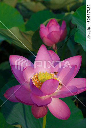 早朝の古代蓮の花と蜂 早朝の古代蓮の花と蜂 32627382