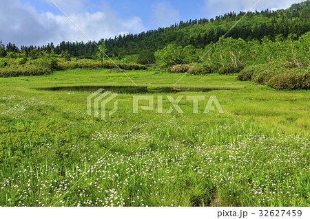 栂池自然園 栂池自然園 32627459