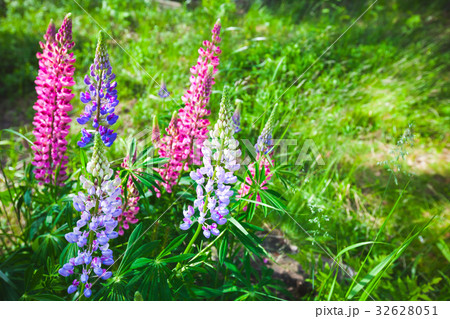 Colorful lupine flowers on the meadow in summer Colorful lupine flowers on the meadow in summer 32628051