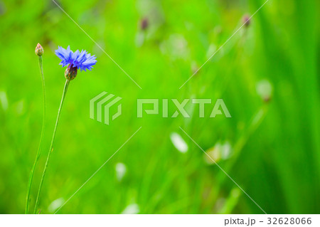Cornflower flower grows on summer meadow 32628066