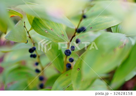 アマドコロの実 アマドコロの実 32628158