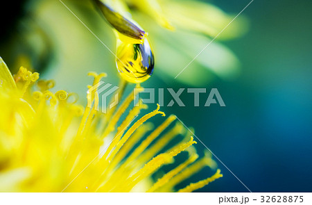 dew drop on flower dew drop on flower 32628875