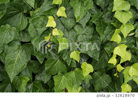 Water drop on green plant leaves background Water drop on green plant leaves background 32628970