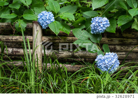 Hydrangea and grass background Hydrangea and grass background 32628971