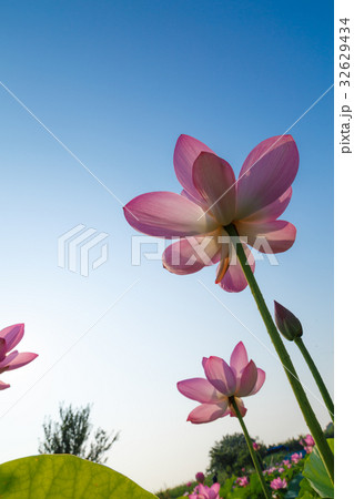 早朝の古代蓮の花 32629434
