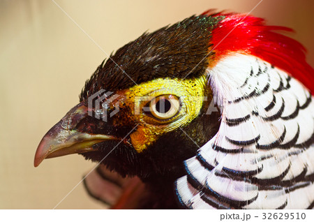 Diamond pheasant Close-up 32629510
