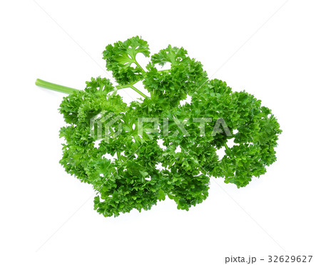 Curly Parsley Isolated on White Background 32629627