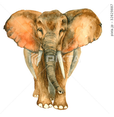 Watercolor hand drawn Elephantのイラスト素材 [32629887] - PIXTA
