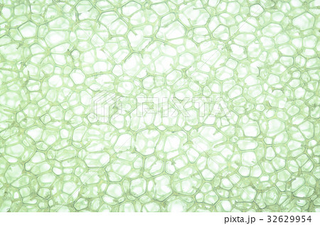 拡大したスポンジの写真素材