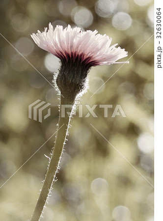 Floral  background.  Pink flower on a white bokeh 32630064
