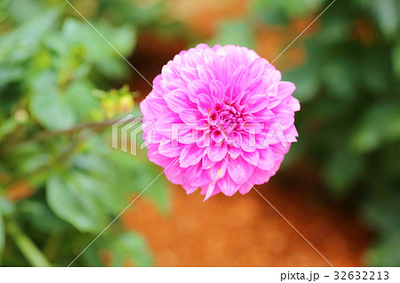 ダリアの花 ダリアの花 32632213