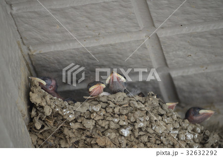 羽化して間もないツバメ・燕の雛たち 羽化して間もないツバメ・燕の雛たち 32632292