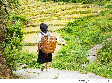 Woman with carrying basket in rice terrace field 32632801