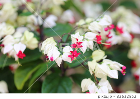 ゲンペイカズラの花 32632852