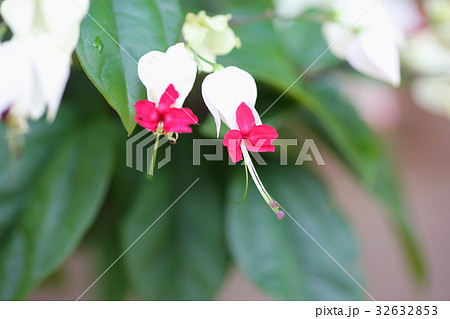 ゲンペイカズラの花 ゲンペイカズラの花 32632853