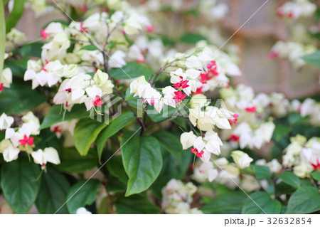 ゲンペイカズラの花 32632854