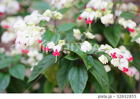 ゲンペイカズラの花 32632855