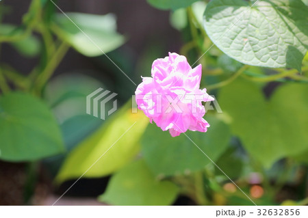 アサガオの花 アサガオの花 32632856