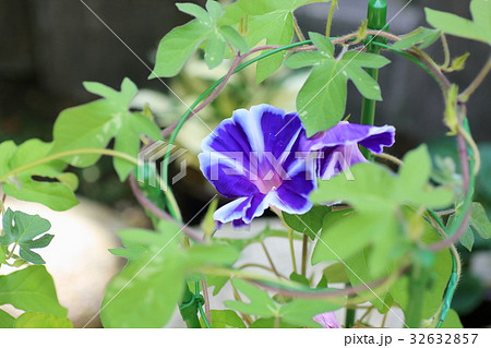 アサガオの花 アサガオの花 32632857