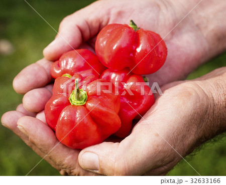 Hands holding a sweet bell pepper 32633166