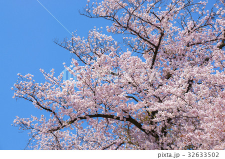 さくら 32633502