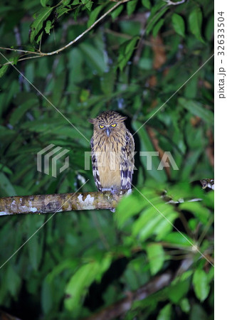 マレーウオミミズク  32633504