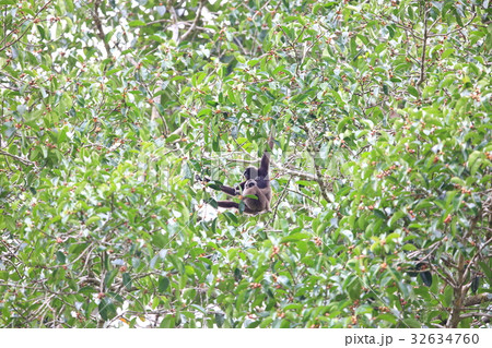 ミュレーテナガザル ミュレーテナガザル 32634760