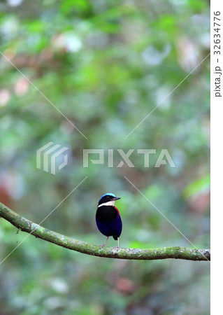 ズアオヤイロチョウ 32634776