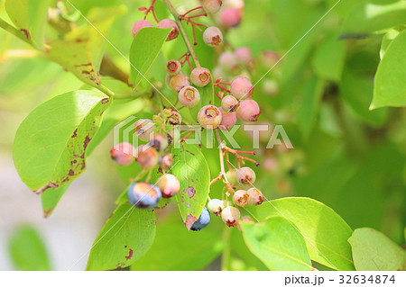 ブルーベリーの実 32634874