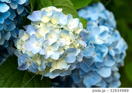てまり咲き紫陽花 てまり咲き紫陽花 32634989