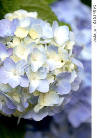 てまり咲き紫陽花 32634991