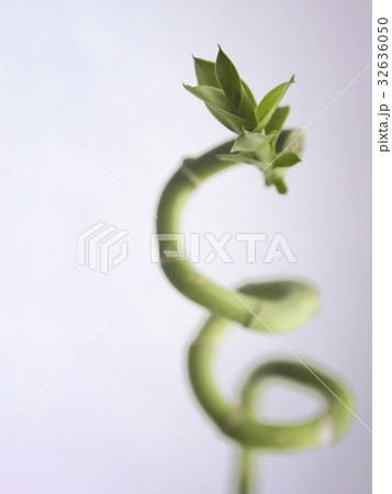32636050