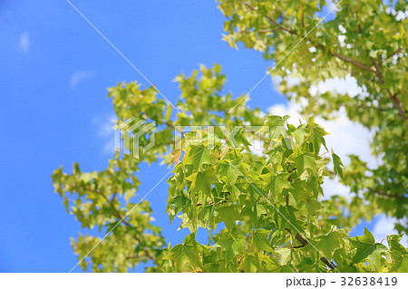 モミジバフウの葉 32638419