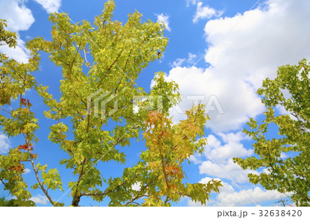 モミジバフウの黄葉 32638420