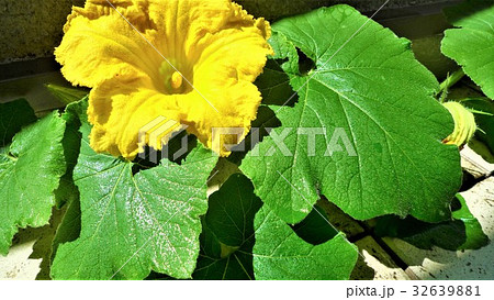 カボチャの花の写真素材