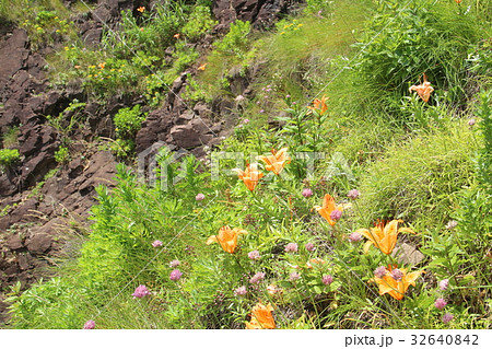 海岸の岩百合 32640842