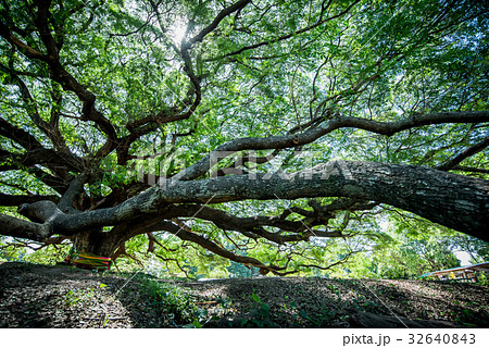 Large Samanea saman tree with branch, Kanchanaburi 32640843