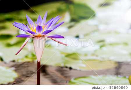 blooming lotus flower in the botanical garden blooming lotus flower in the botanical garden 32640849