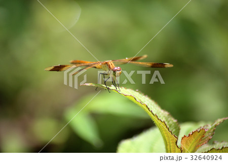 ミヤマアカネ 32640924