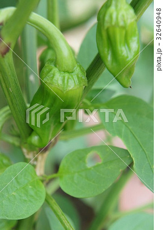 ピーマン 32640948