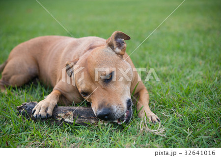 オーストラリア　スタッフィー 32641016