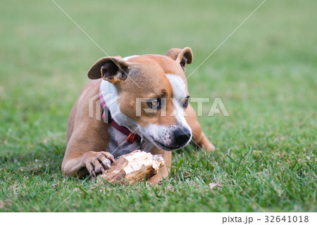 オーストラリア スタッフィー オーストラリア スタッフィー 32641018