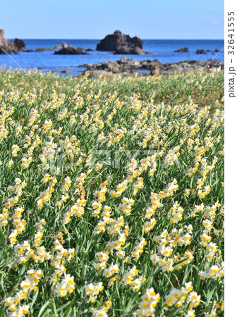 爪木崎水仙まつり-189582 爪木崎水仙まつり-189582 32641555