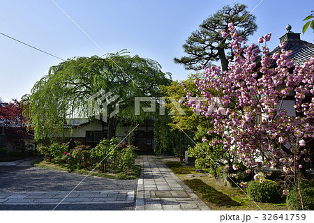 本満寺　八重桜と新緑の枝垂れ桜 32641759