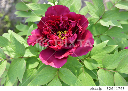 本満寺　牡丹 32641763