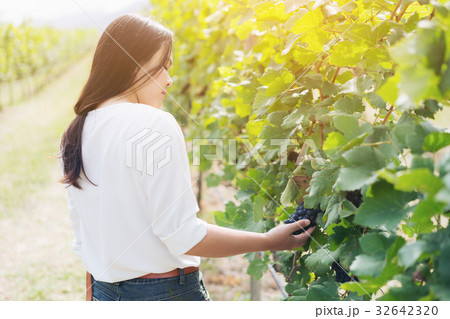 Vineyard worker checking wine grapes in vineyard Vineyard worker checking wine grapes in vineyard 32642320